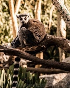 Zoo Twilights 