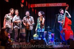 The Willie Wagtails 